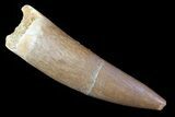 Fossil Plesiosaur (Zarafasaura) Tooth - Morocco #81932-1